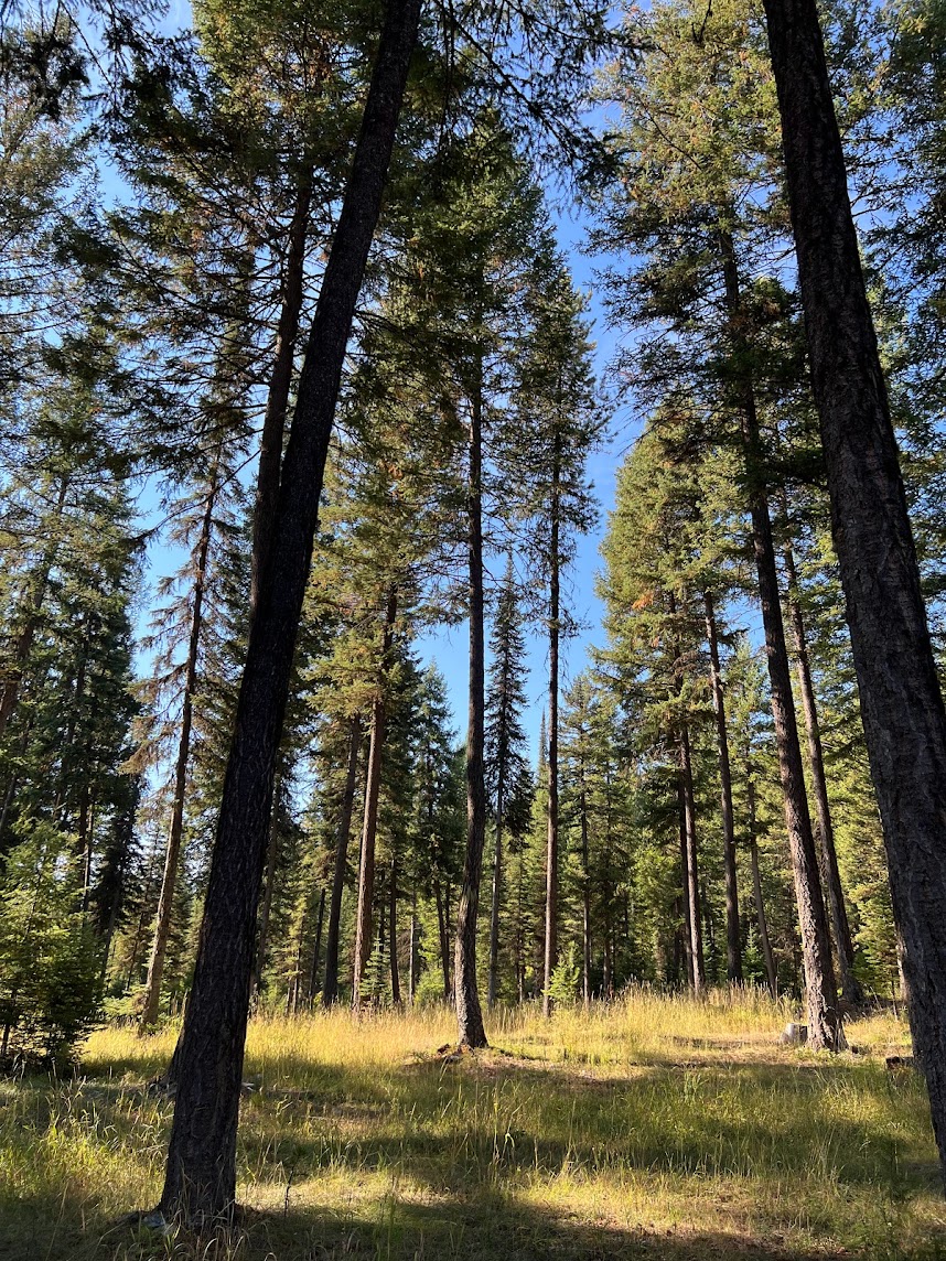 Cup of tea and open book relaxing moment at Whitefish retreat