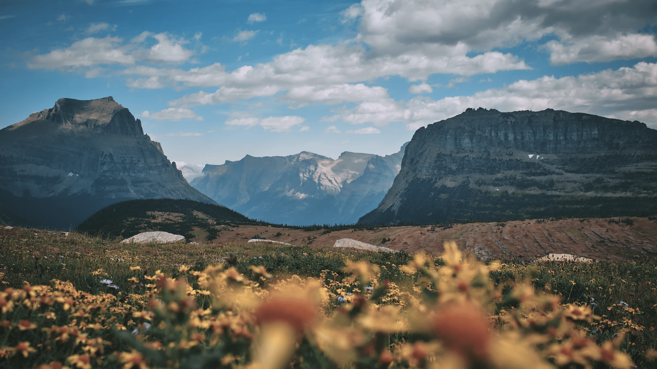 Serene natural setting of mountains and field of wildflowers near Whitefish Montana