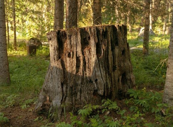 Cup of tea and open book relaxing moment at Whitefish retreat